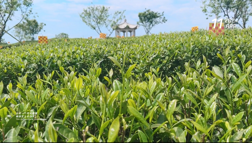 茶园春色