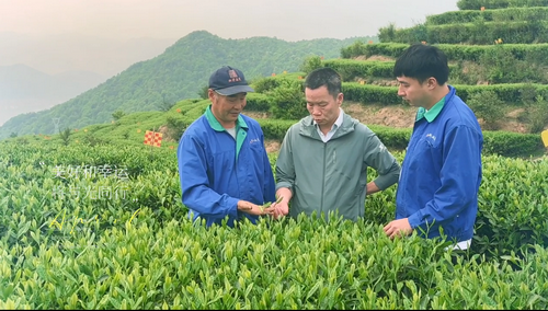 林鸿大师在茶园